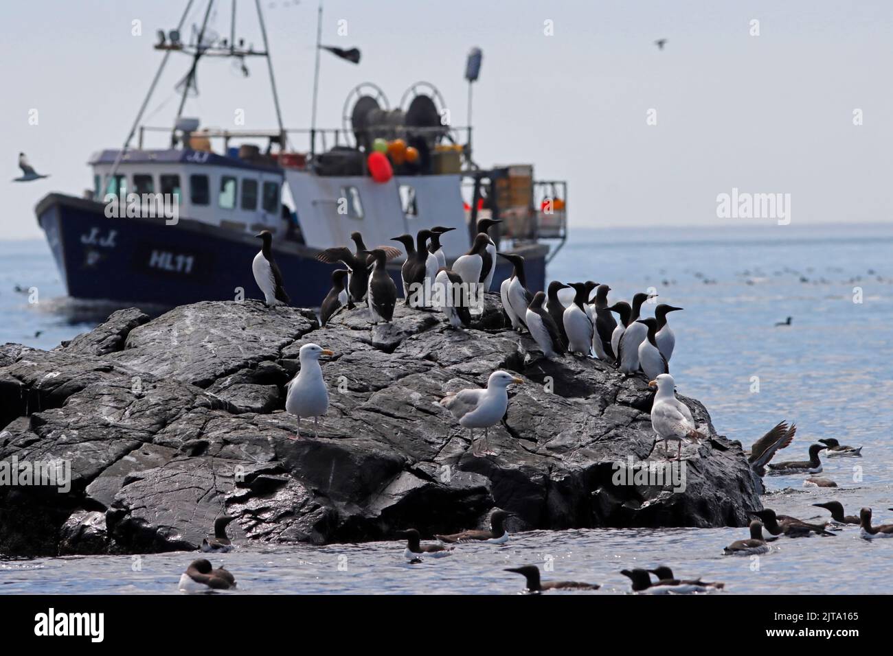 Bateau de pêche commercial et oiseaux de mer, Royaume-Uni. Banque D'Images