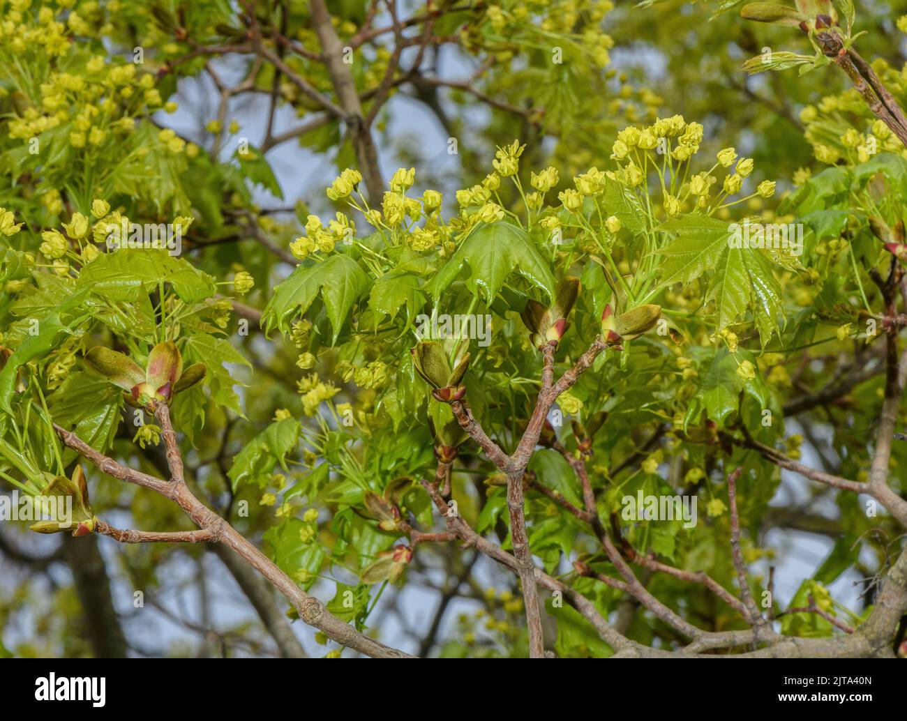 Érable de Norvège, Acer platanoides, en fleur et en feuille au printemps. Banque D'Images