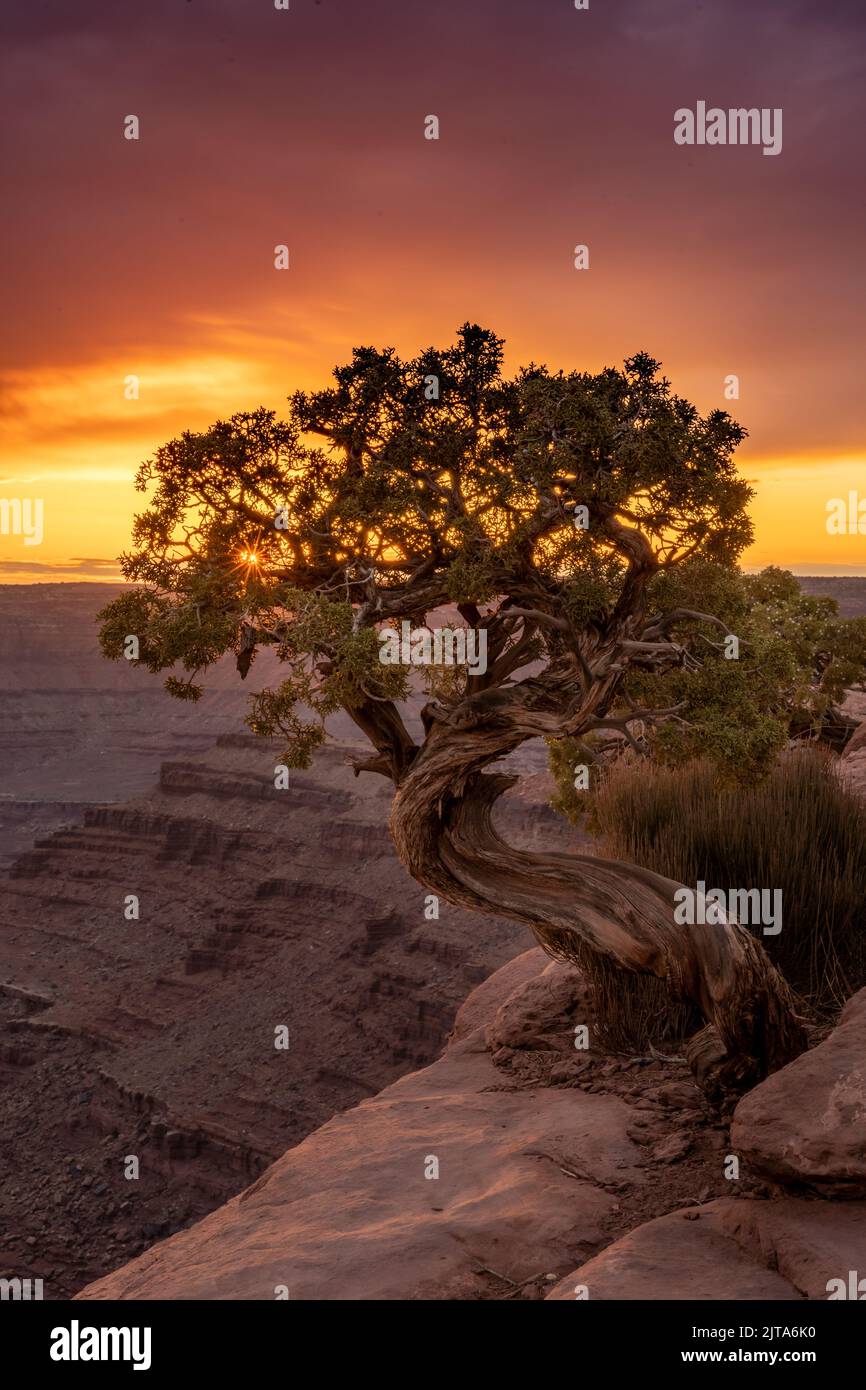 Couleurs du coucher du soleil et petite explosion du soleil à travers Juniper Tree sur Canyon Edge dans le parc national de Canyonlands Banque D'Images