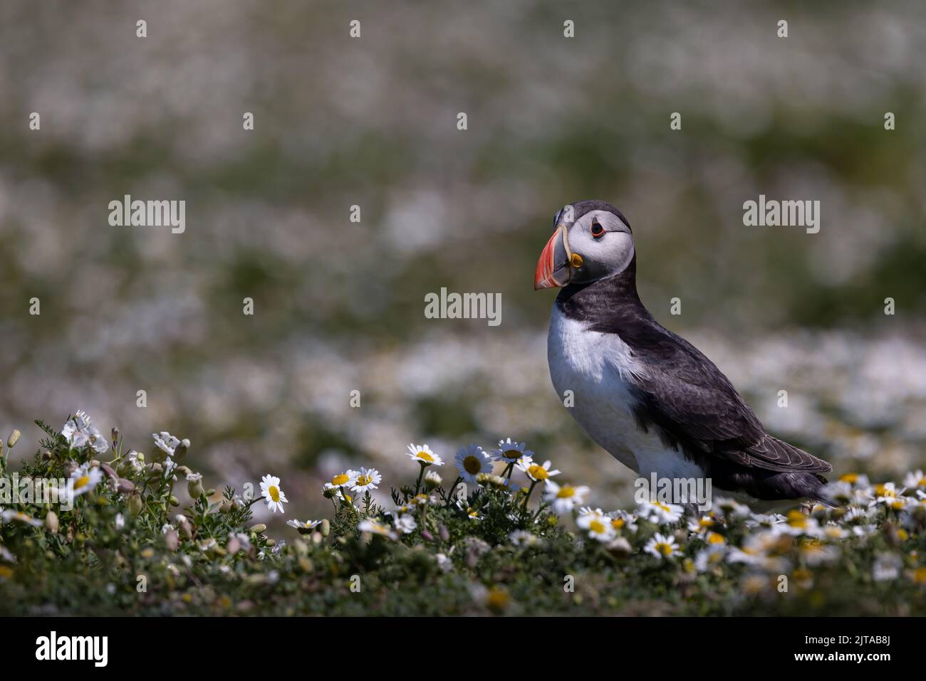 Des puffins sur l'île de Skomer, au pays de Galles Banque D'Images