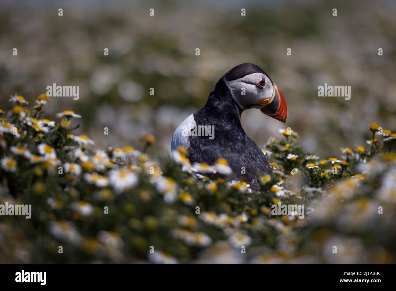 Des puffins sur l'île de Skomer, au pays de Galles Banque D'Images