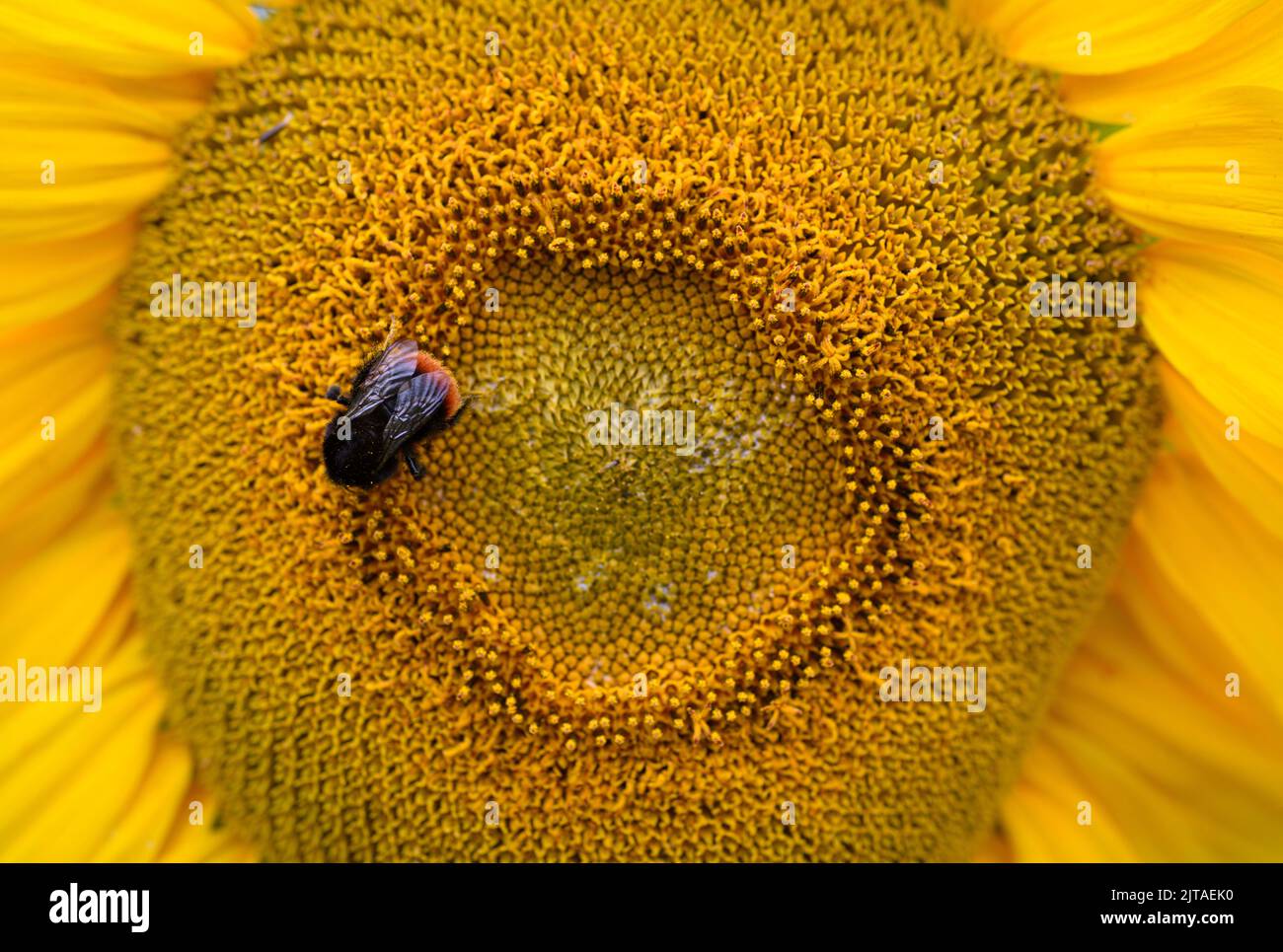 Une abeille dans un jardin sauvage avec des tournesols, Royaume-Uni. Banque D'Images