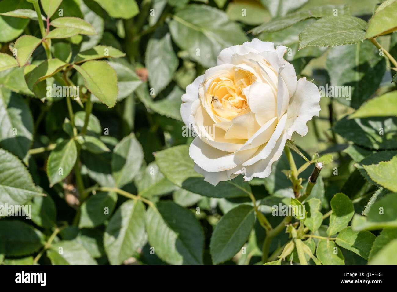 Gros plan sur un bourgeon de fleurs de rose blanc avec une petite araignée dessus, tourné dans la lumière d'été dans le jardin de Rieti, Italie Banque D'Images