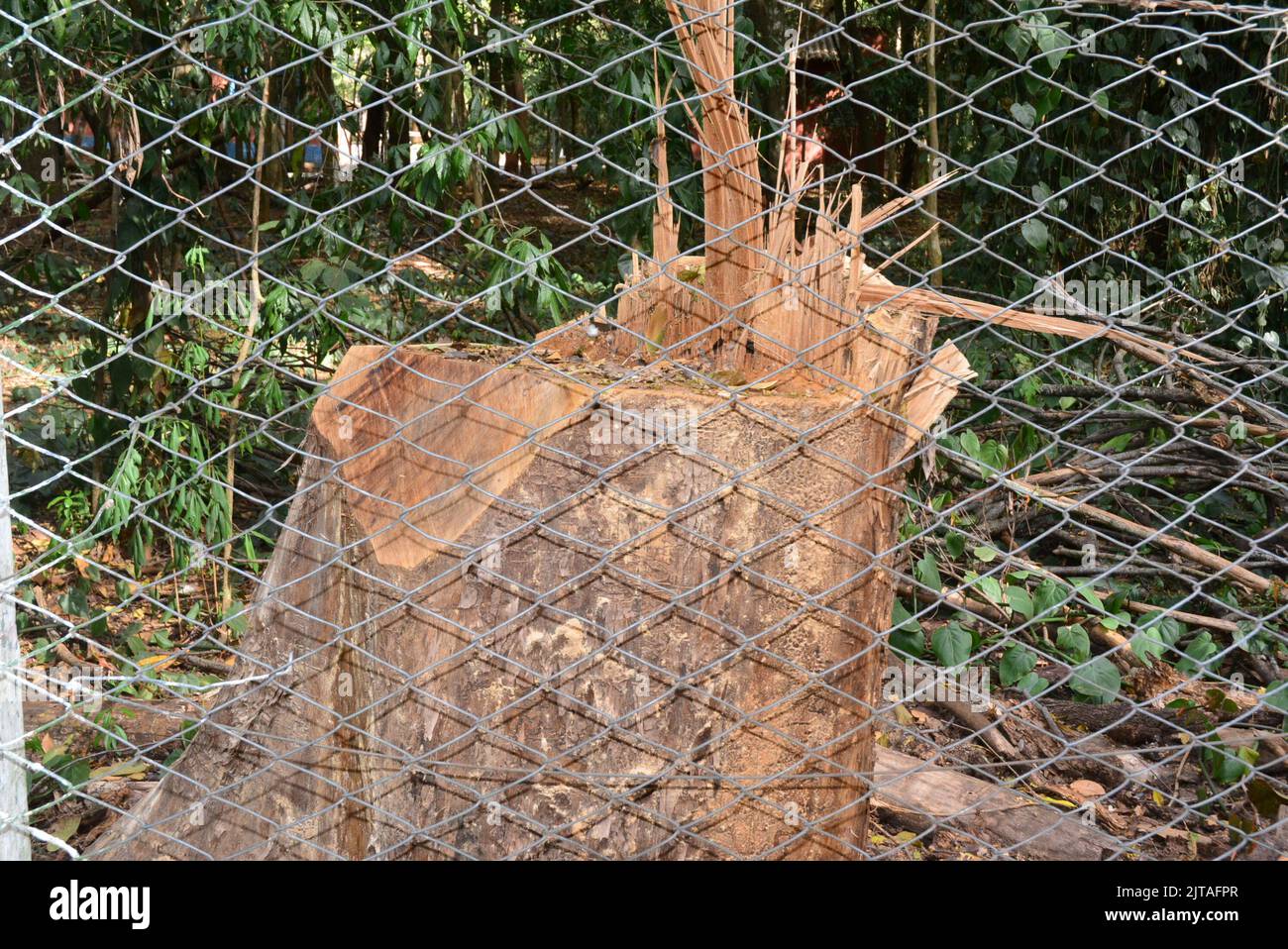 Tronc d'arbre cassé dans la forêt. Économiseur d'écran au premier plan, brésil, Amérique du Sud, zoom Banque D'Images