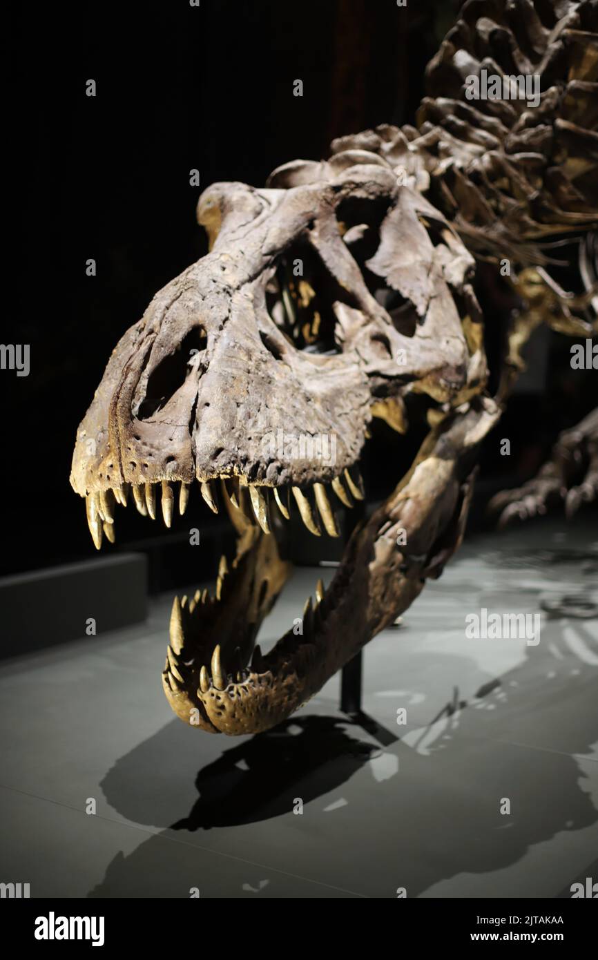 Tyrannosaurus rex sculpture Banque de photographies et d’images à haute — free download