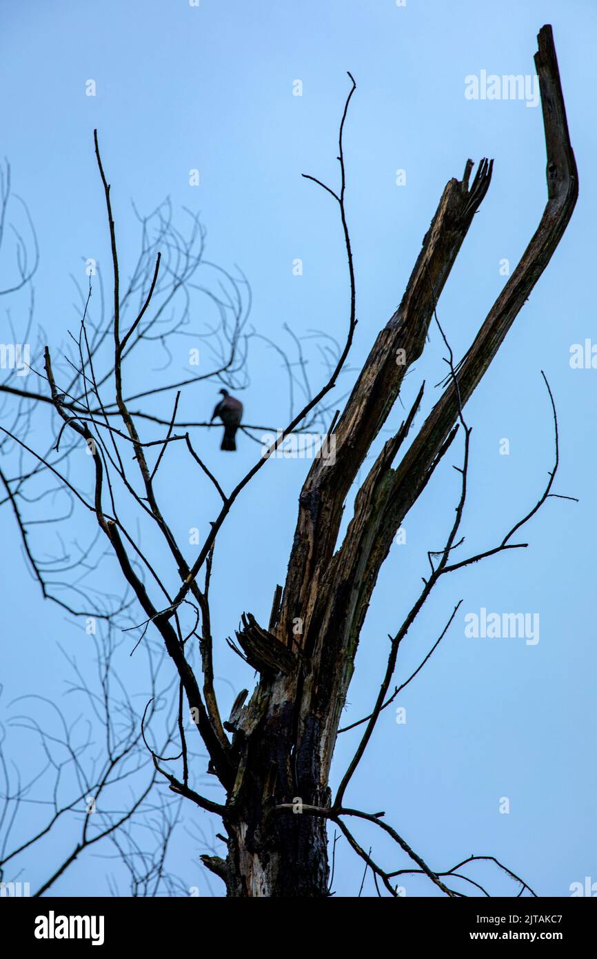 Pigeon unique dans un arbre mort Banque D'Images
