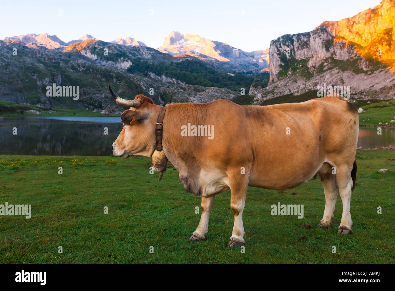 La vache à bétail des montagnes Asturies se trouve sur la pelouse dans un parc national au milieu des montagnes au coucher du soleil Banque D'Images