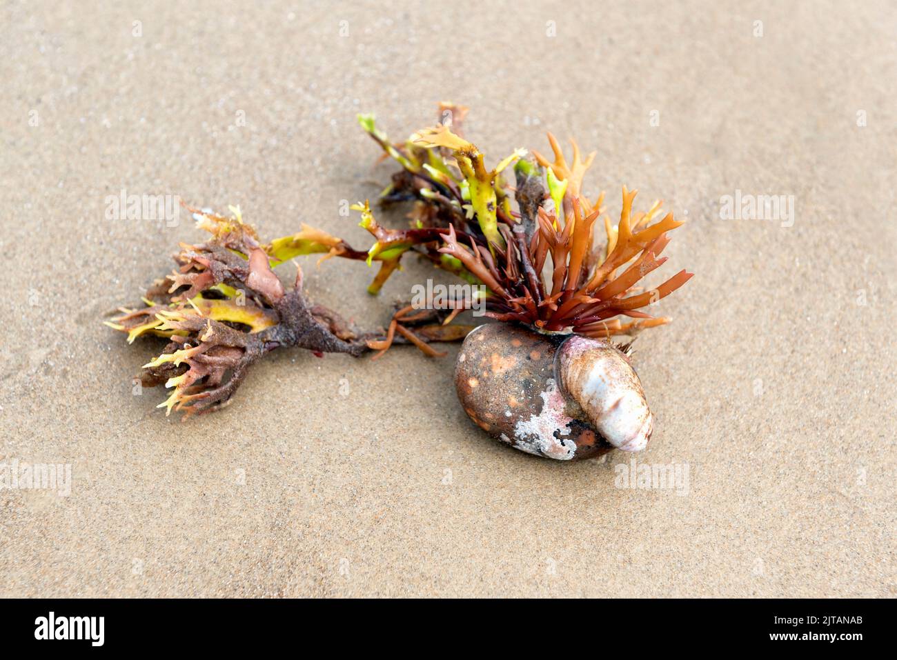 Algues Irish Moss et coquille de limette fixée à des galets sur la plage Banque D'Images