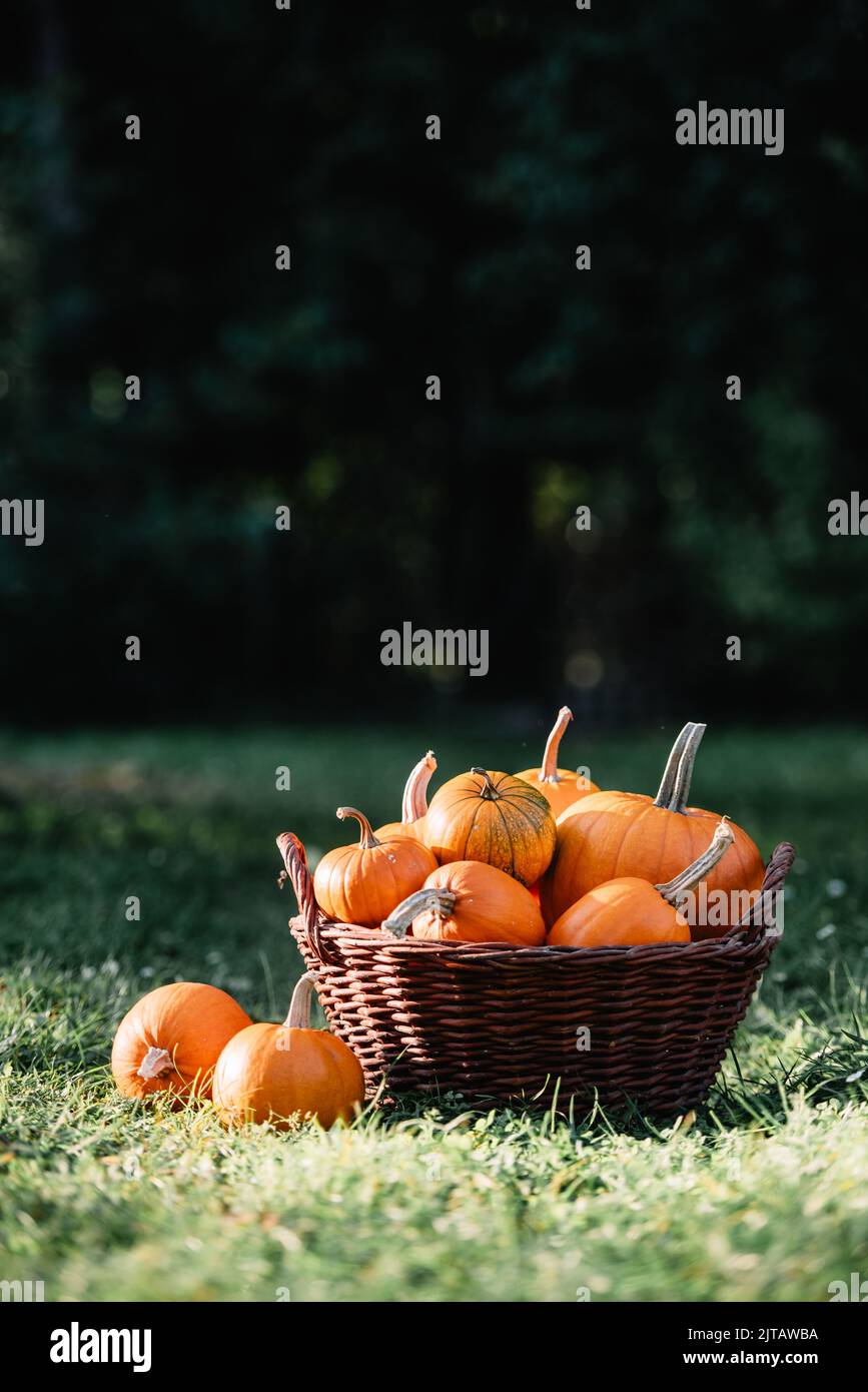 Différents types de citrouilles dans le panier de jardin. Halloween et Thanksgiving vacances et automne récolte de fond Banque D'Images