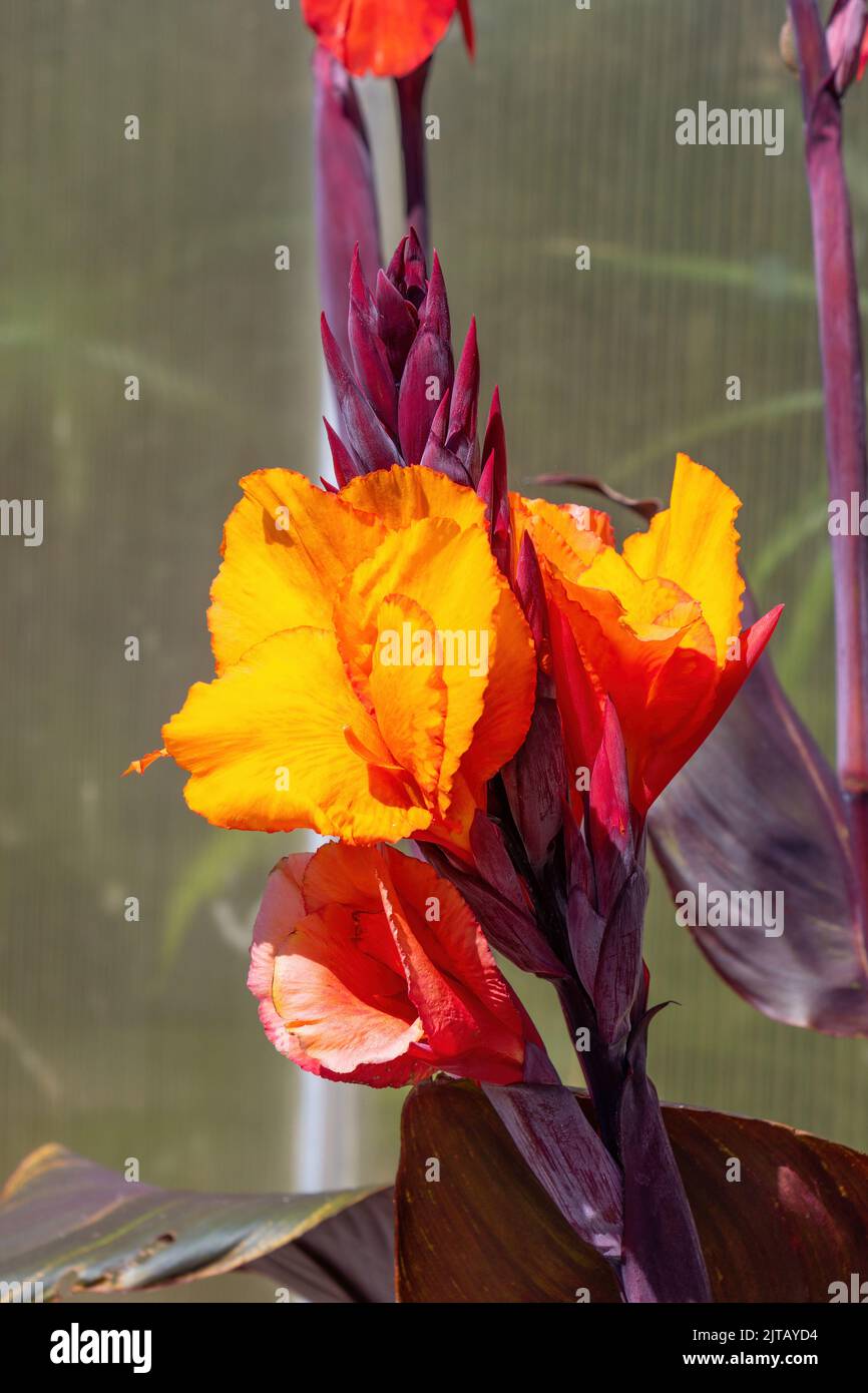 Fleurs de lis canna orange vif et vif avec des feuilles rouge profond dans un cadre de jardin. Banque D'Images