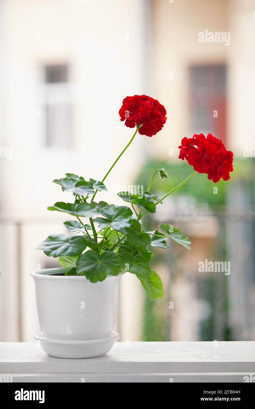 Un pot de fleurs avec des géraniums fleuris ou des fleurs de pélargonium se tient dans la fenêtre. Banque D'Images