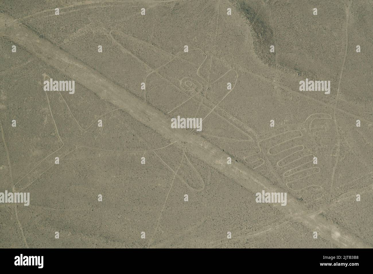 Un closeup de Nazca Lines, un géoglyphe d'animal cryptique au Pérou Banque D'Images