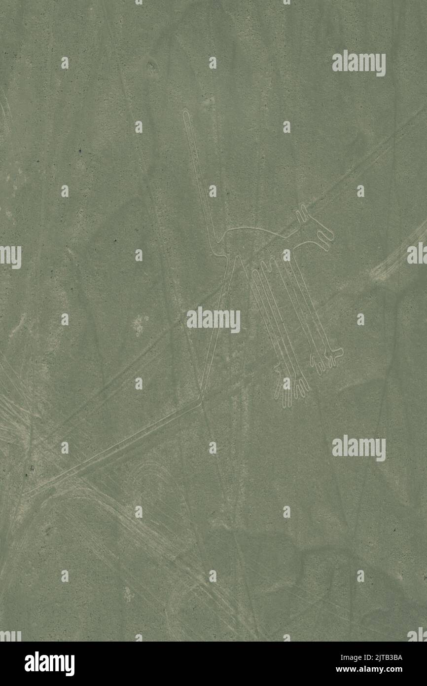 Un gros plan vertical de Nazca Lines, un géoglyphe d'animal cryptique au Pérou Banque D'Images