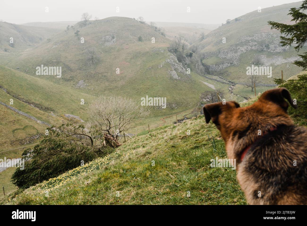 Vue sur Trollers Gill depuis Parcevall Hall Gardens avec un chien qui regarde la vue, parc national de Yorkshire Dales, Angleterre, Royaume-Uni Banque D'Images