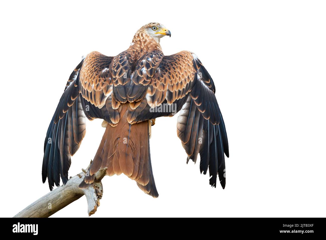 Cerf-volant rouge assis sur la branche et ailes d'épandage isolées sur fond blanc. Banque D'Images Cerf-volant rouge assis sur la branche et ailes d'épandage isolées sur fond blanc. Banque D'Images