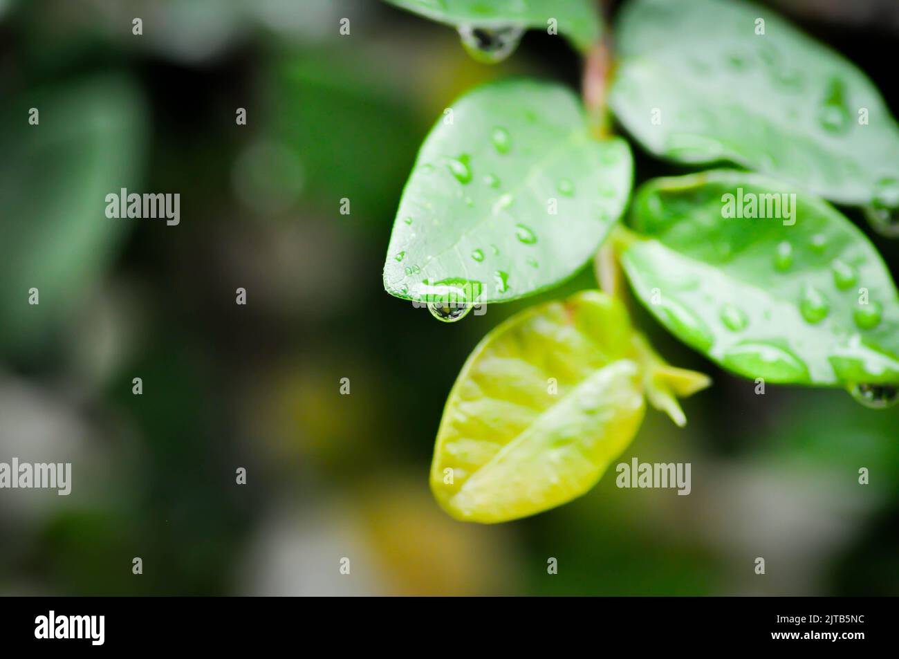 fond de feuille, ficus pumila ou escalade figue ou nature fond et chute de pluie ou de rosée Banque D'Images