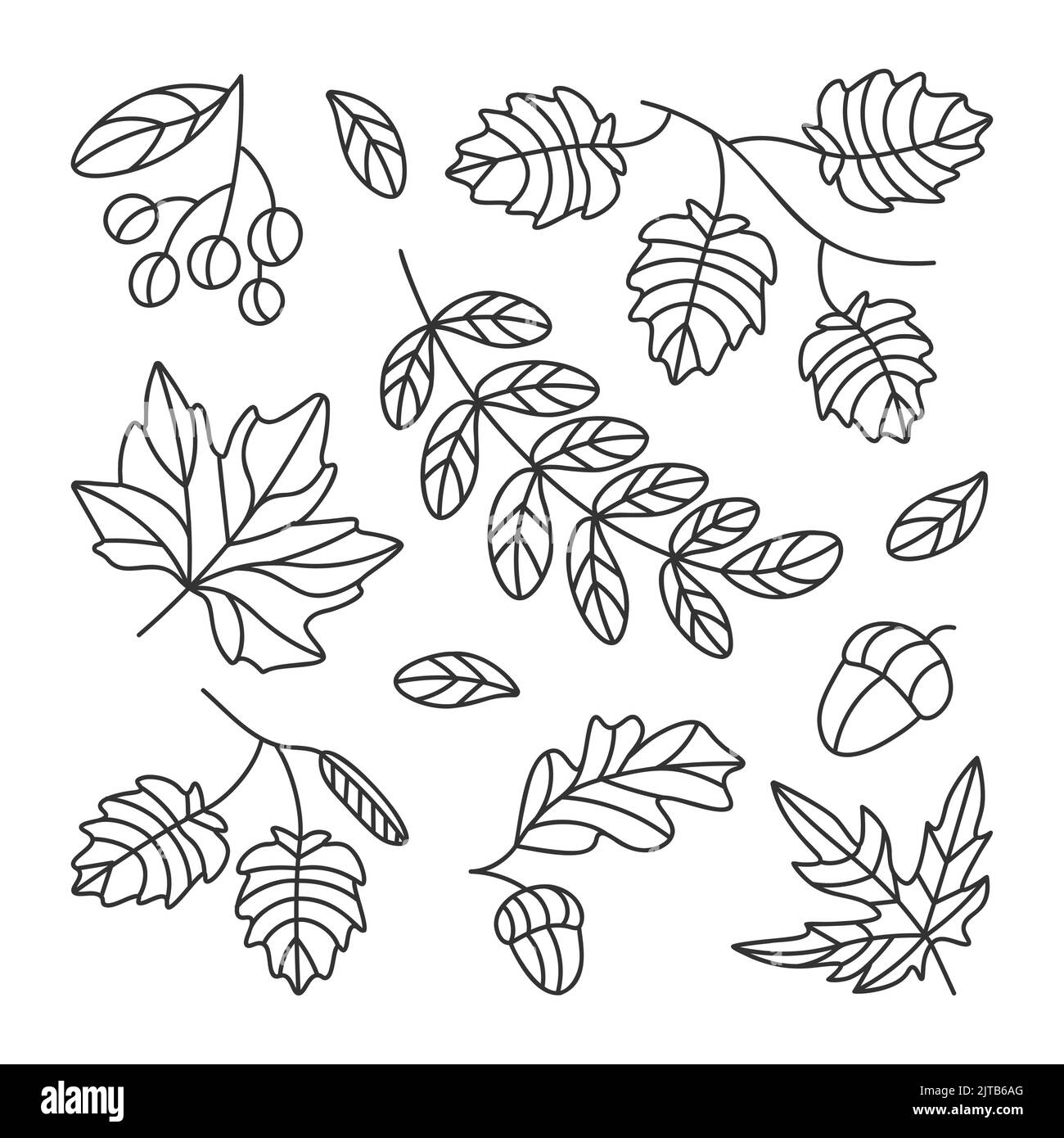Beaucoup de feuilles vectorielles d'automne dessinées avec des lignes et un automne très beau Illustration de Vecteur