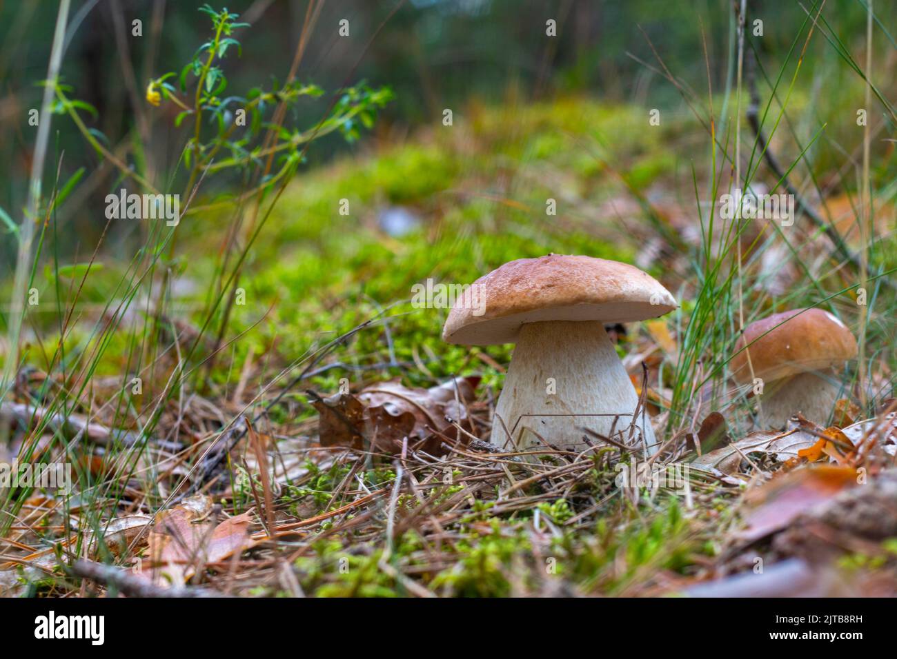 Assaisonnez deux champignons blancs porcini qui poussent dans la forêt. Saison d'automne cueillez les champignons. Une alimentation végétarienne saine qui grandit dans la nature. Plantes biologiques en bois Banque D'Images