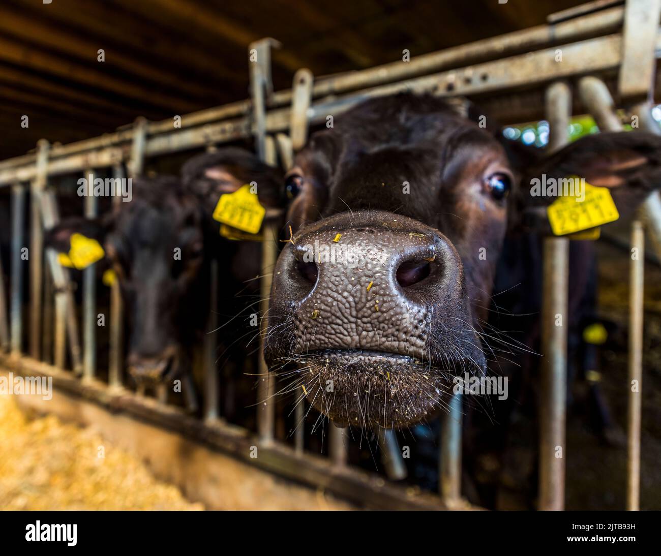 Wagyu Farm à Hof van Twente, pays-Bas Banque D'Images