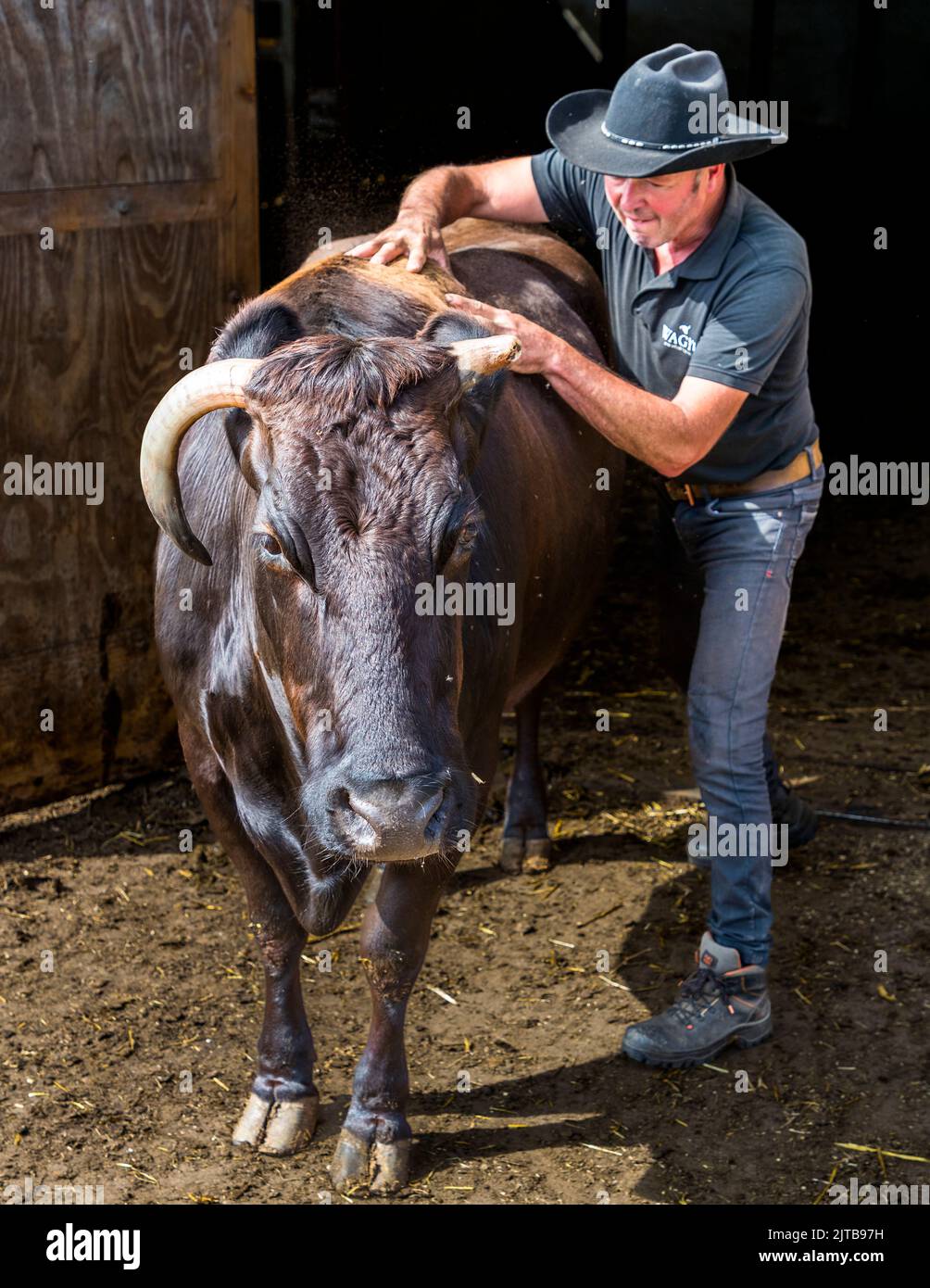 À partir de l'âge de trois ans, l'éleveur Winfried Nij commence à masser son bétail Wagyu tous les jours à Hof van Twente, pays-Bas Banque D'Images