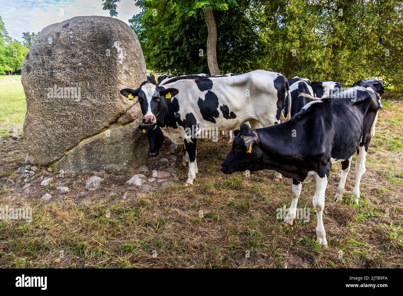 Des vaches rouges et blanches se frottent contre un rocher commémoratif commémorant l'histoire de Delden et Twickel près du château d'Ambt Delden, commune de Hof van Twente, Pays-Bas. L'inscription de la pierre n'est que partiellement lisible sur l'image. Banque D'Images