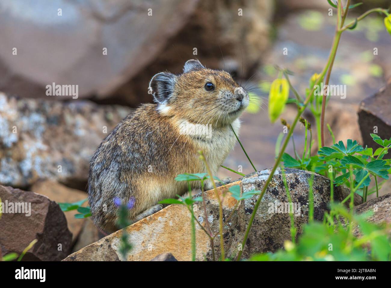 Un Pika (princeps d'Ochotona) parmi les plantes alpines et les fleurs Banque D'Images