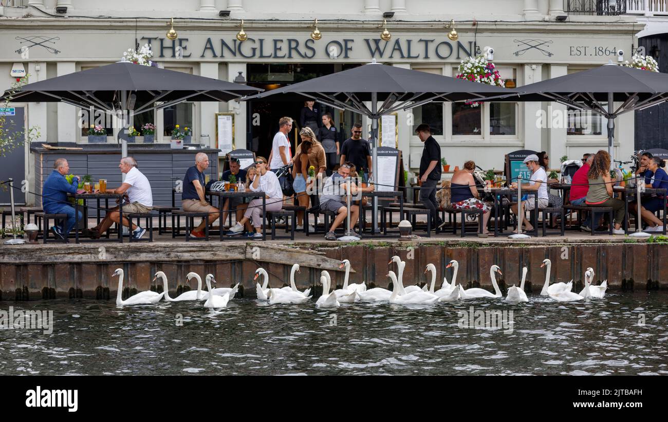 Les cygnes se rassemblent au bord de la rivière à côté d'un pub anglais et d'un restaurant avec des dîners et des buveurs assis à des tables en été Banque D'Images