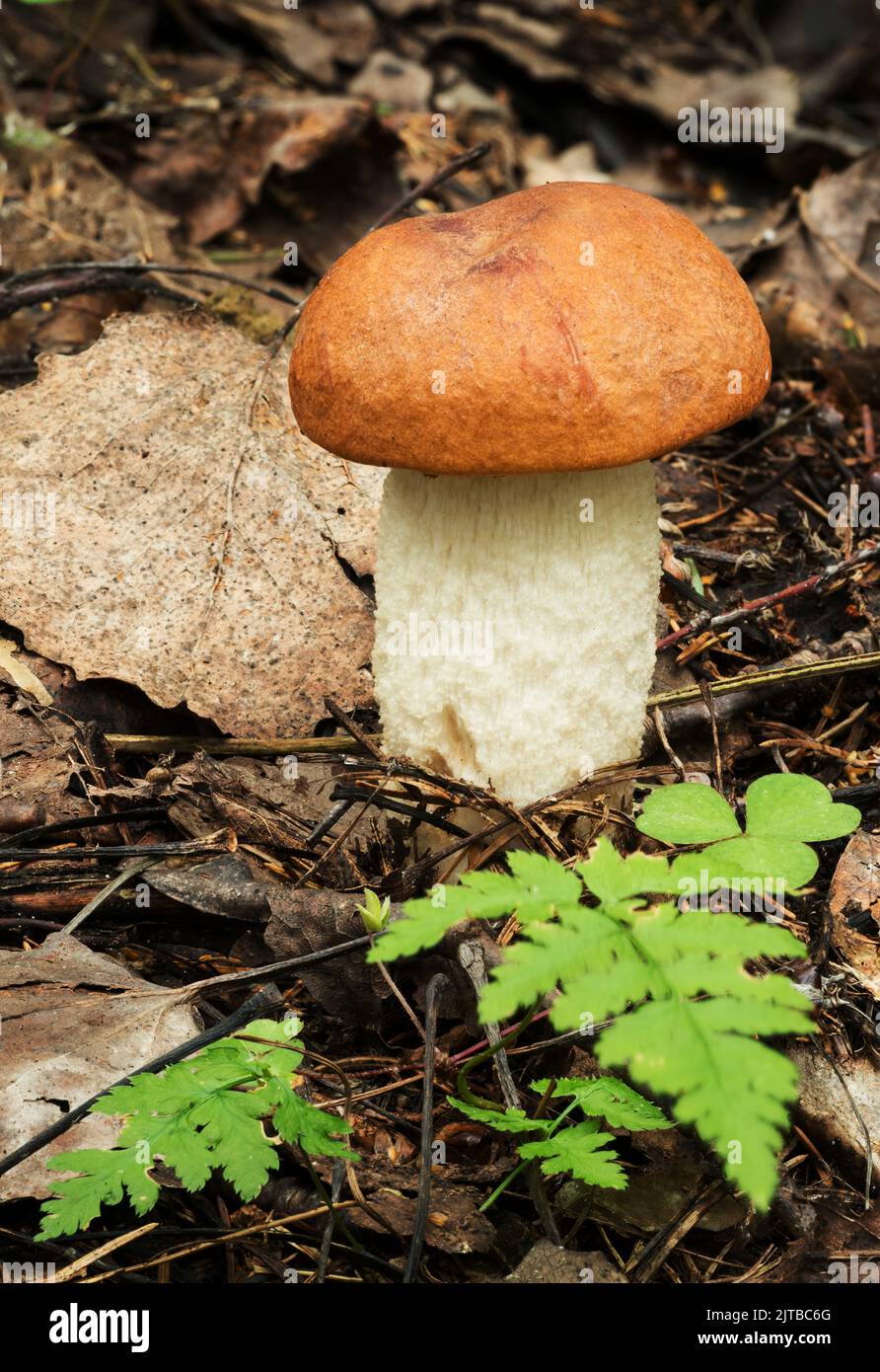 Faune de l'Europe- champignons comestibles de la coupe d'orange boletus croissant dans la forêt. Banque D'Images