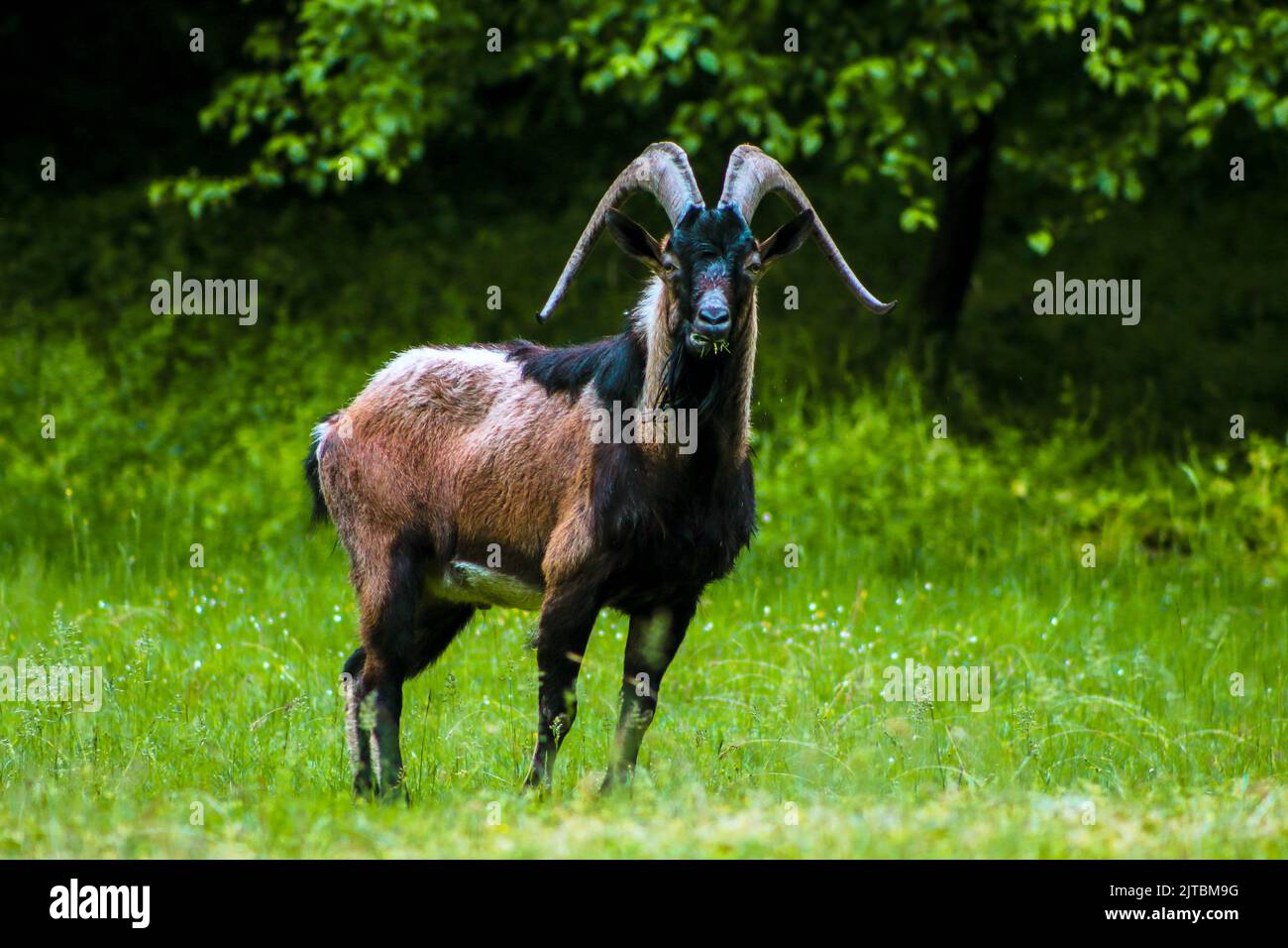 La chèvre de montagne mange de l'herbe dans la prairie, foyer sélectif, effet de bruit Banque D'Images