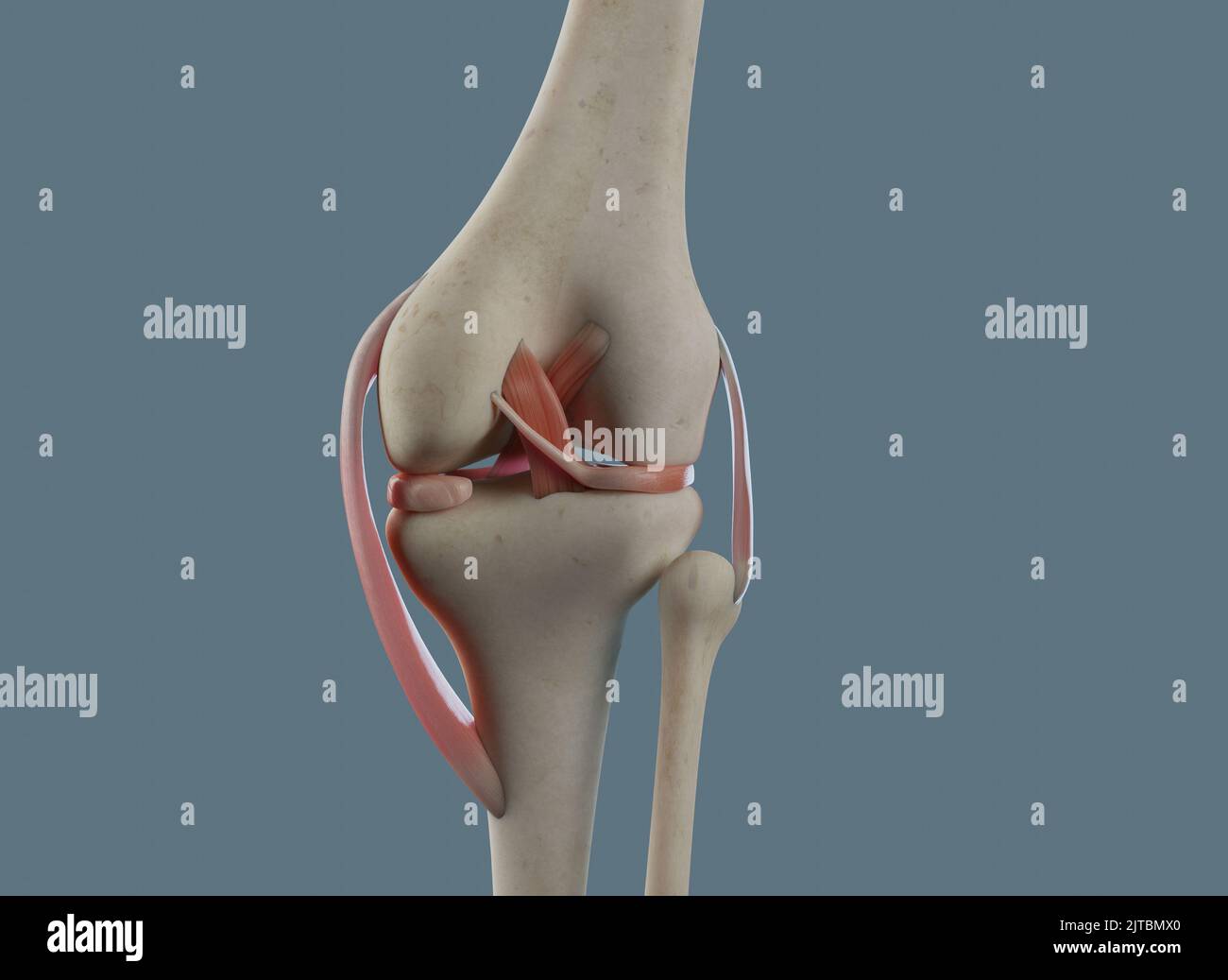 Vue postérieure de l'articulation du genou. Avec les os et les ligaments, y compris le ménisque. Banque D'Images