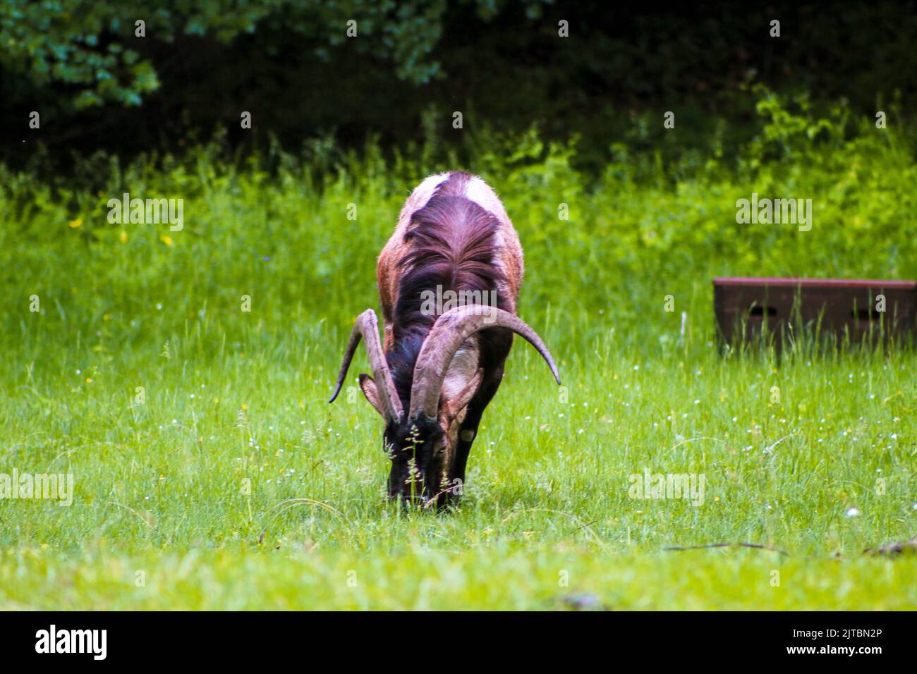 La chèvre de montagne mange de l'herbe dans la prairie, foyer sélectif, effet de bruit Banque D'Images