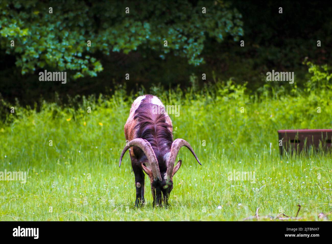La chèvre de montagne mange de l'herbe dans la prairie, foyer sélectif, effet de bruit Banque D'Images