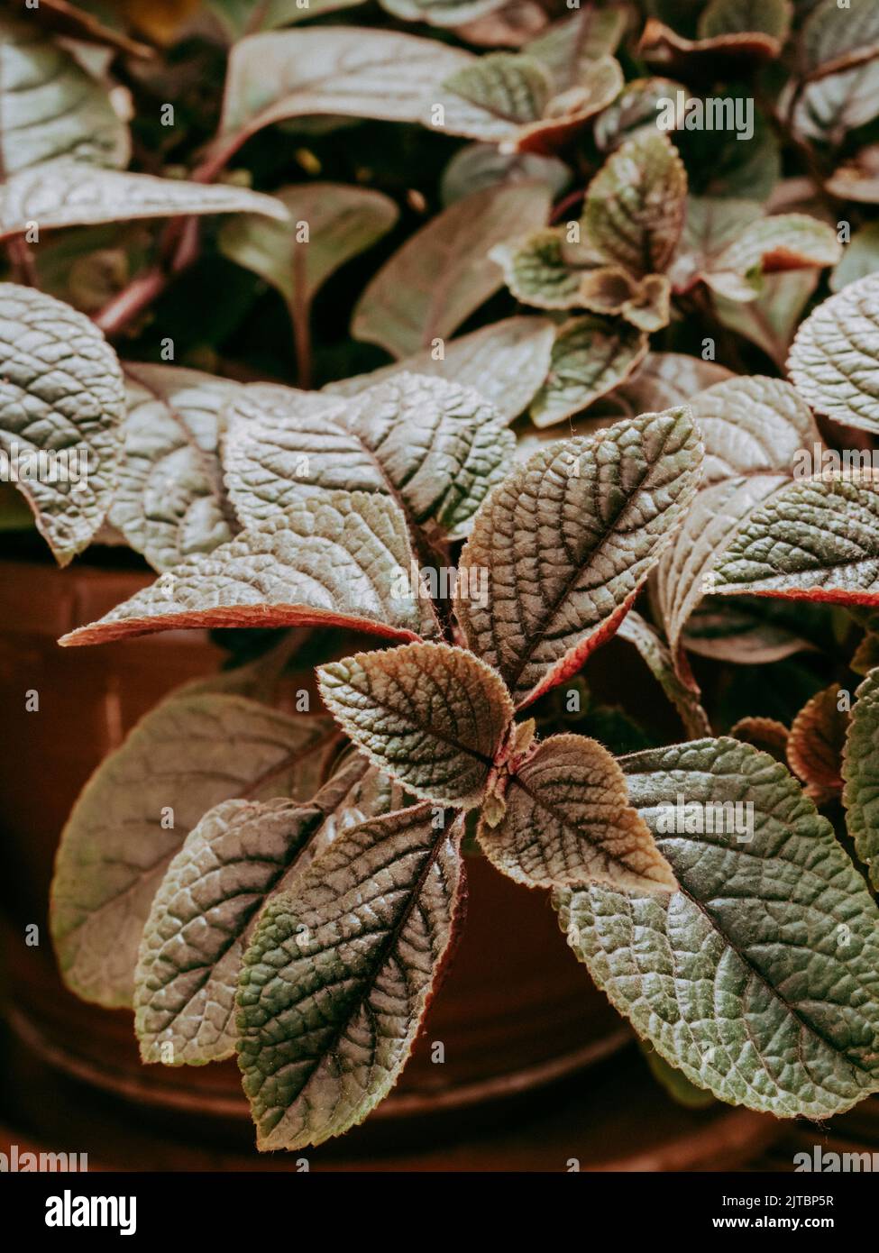 Le vert foncé tropical laisse belle structure de la maison.Arrière-plan des feuilles naturelles Banque D'Images