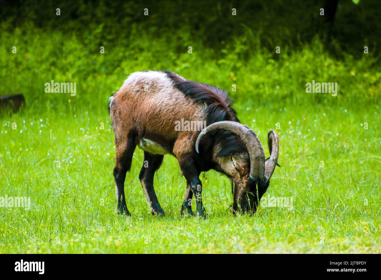 La chèvre de montagne mange de l'herbe dans la prairie, foyer sélectif, effet de bruit Banque D'Images