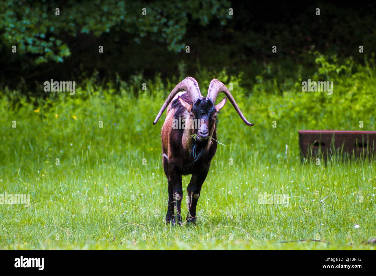 La chèvre de montagne mange de l'herbe dans la prairie, foyer sélectif, effet de bruit Banque D'Images