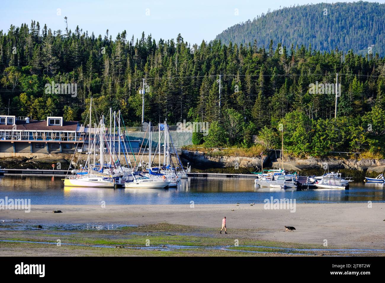 L'homme marche le chien au port de Tadoussac, Québec, Canada, sur la Côte-Nord du Québec, au nord du fleuve Saint-Laurent. Banque D'Images