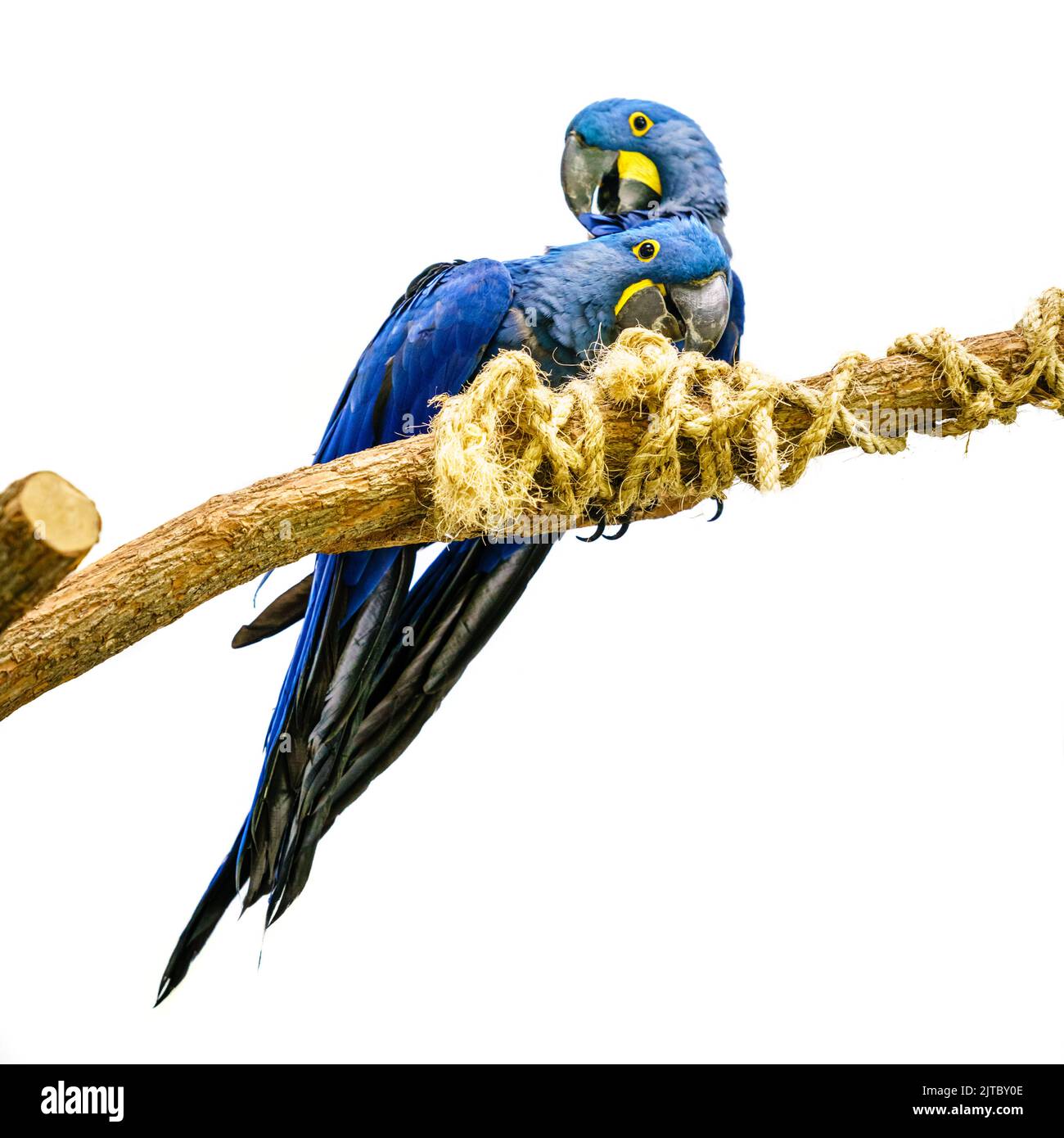 Une paire de macaw en jacinthe sur une branche isolée sur fond blanc Banque D'Images