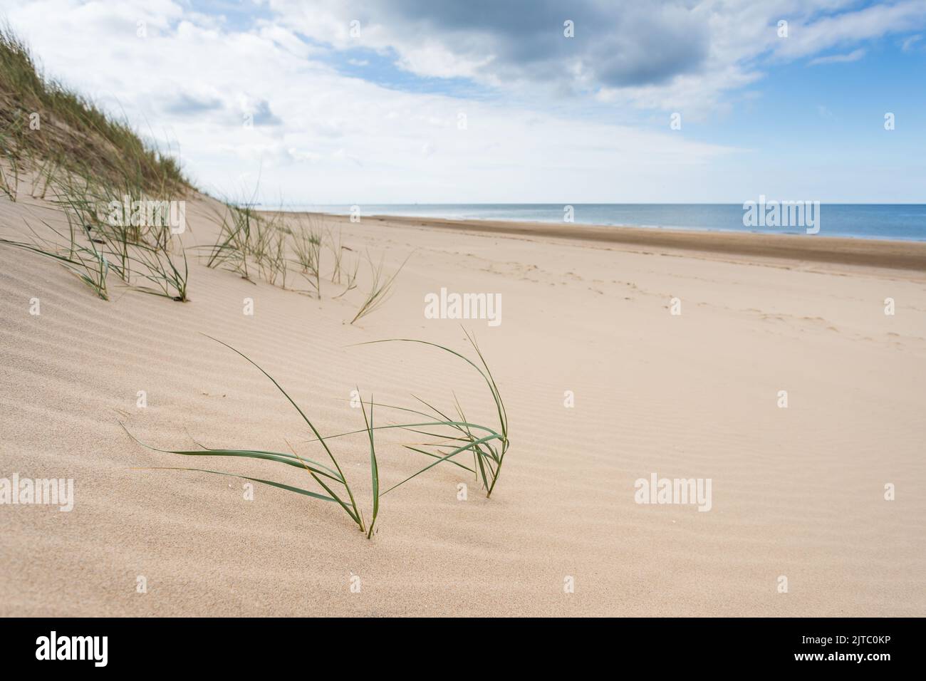 L'herbe de maram commence à traverser le bord de la plage entre Formby et Ainsdale sur la côte de Sefton en aidant à ancrer les dunes de sable géantes. Banque D'Images