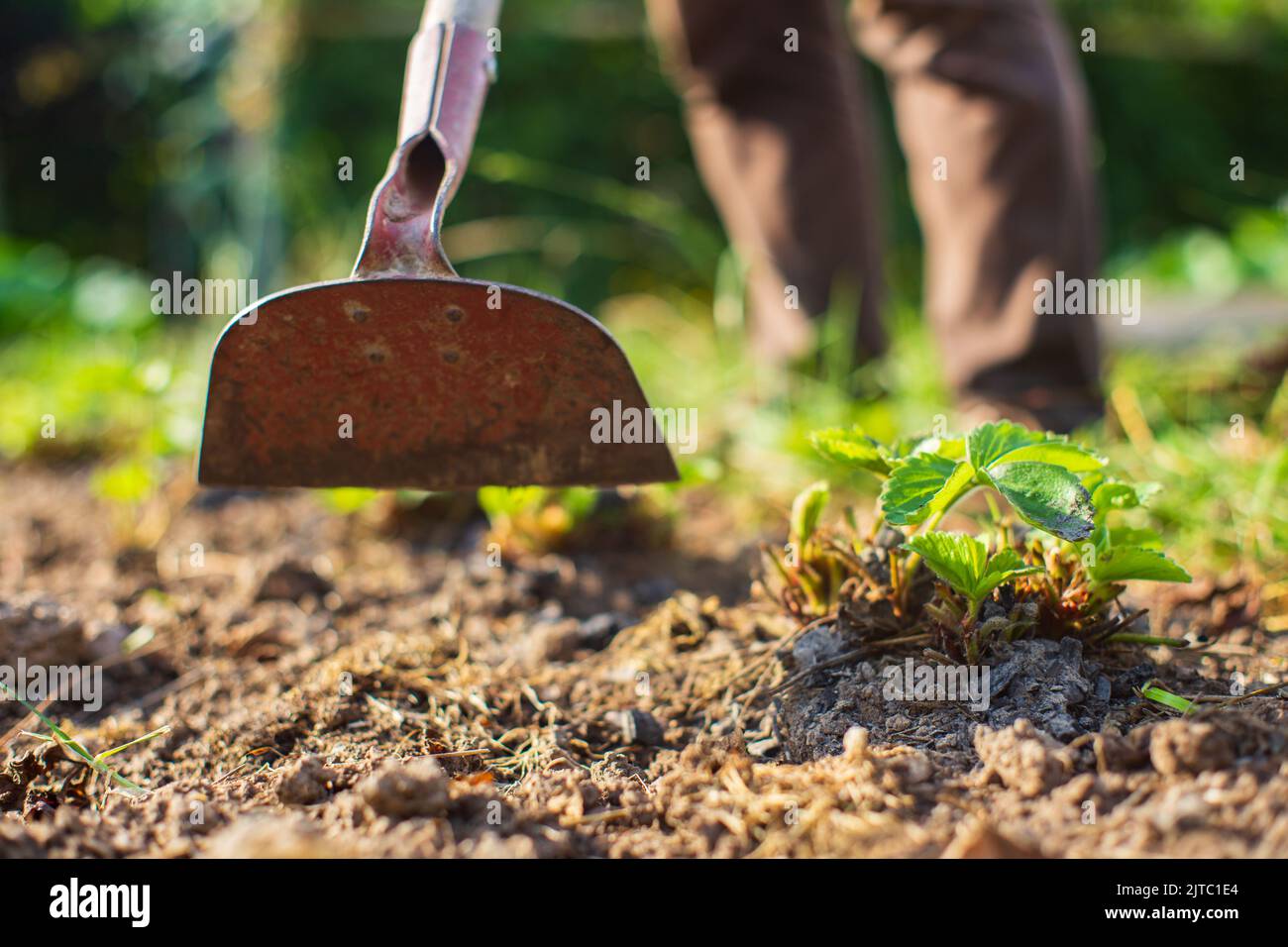 Agriculteur cultivant la terre dans le jardin avec des outils à main. Le sol se desserre. Concept de jardinage. Travaux agricoles sur la plantation Banque D'Images