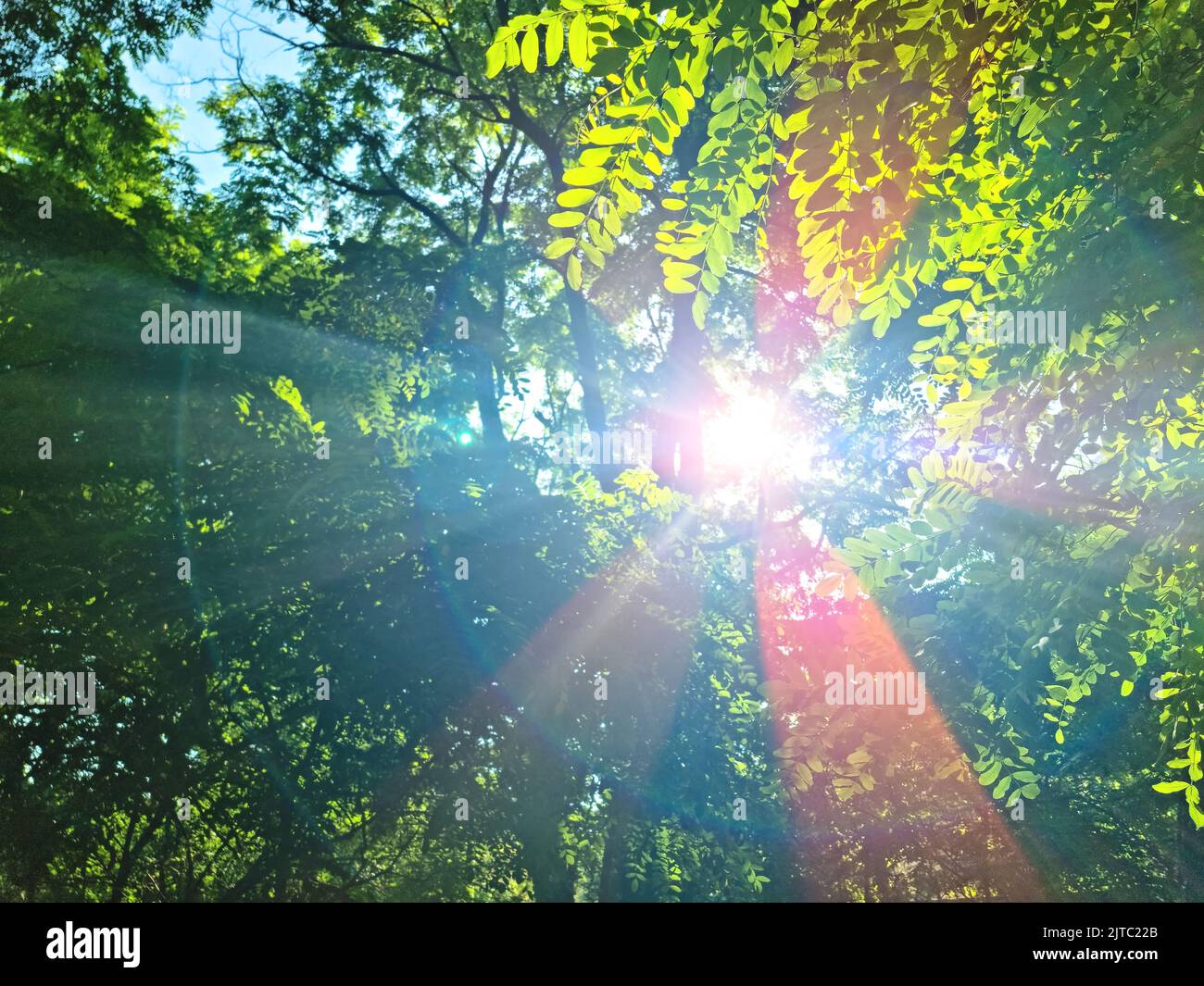 des rayons de soleil avec bokeh rayonnants brillent à travers les arbres forestiers Banque D'Images