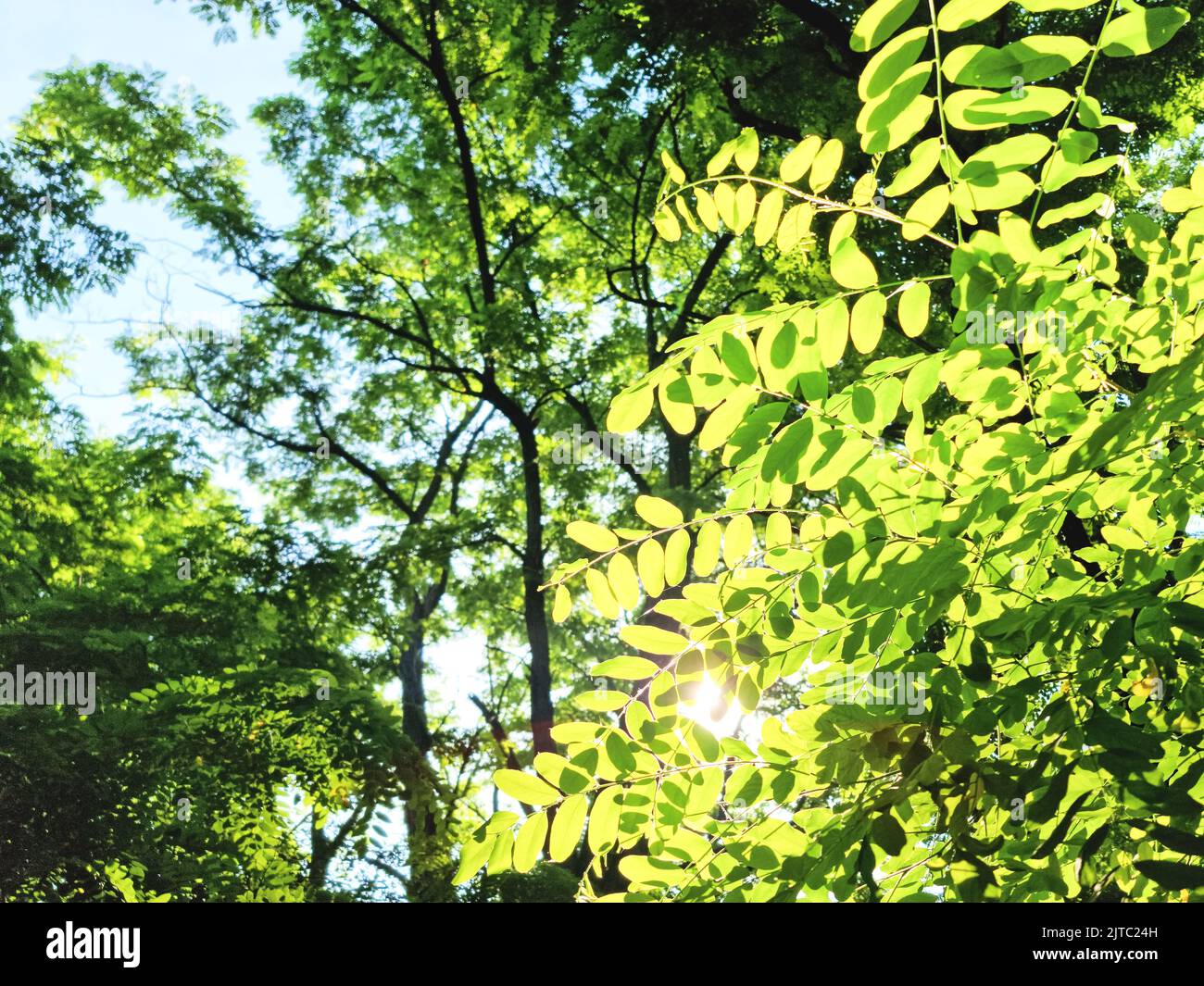 des rayons de soleil avec bokeh rayonnants brillent à travers les arbres forestiers Banque D'Images