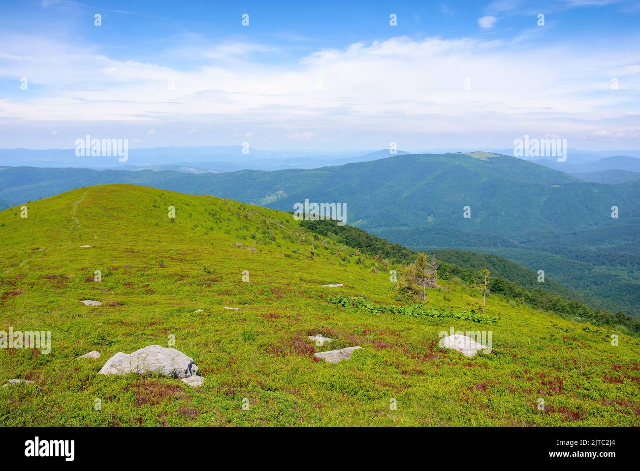 prairies alpines des carpates. pierres au milieu de l'herbe. temps chaud et ensoleillé Banque D'Images