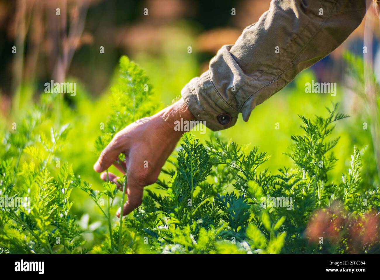 La main de l'agriculteur touche les récoltes agricoles de près. Culture de légumes dans le jardin. Entretien et entretien de la récolte. Produits écologiques Banque D'Images