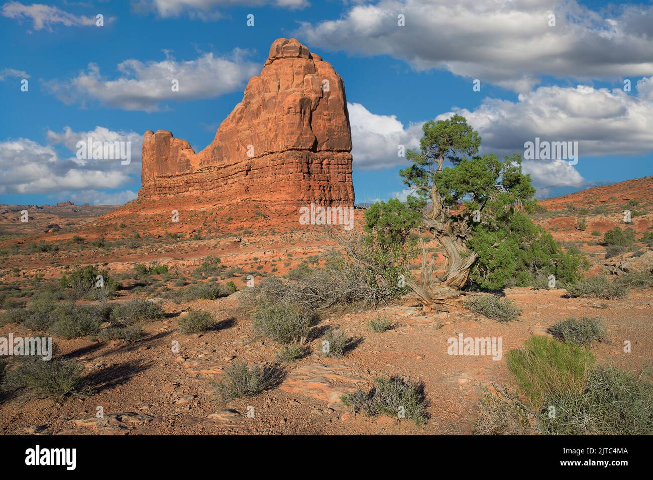 Scène dans le désert avec de grands rochers de grès et des plantes du désert dans le parc national d'Arches près de Moab, Utah Banque D'Images