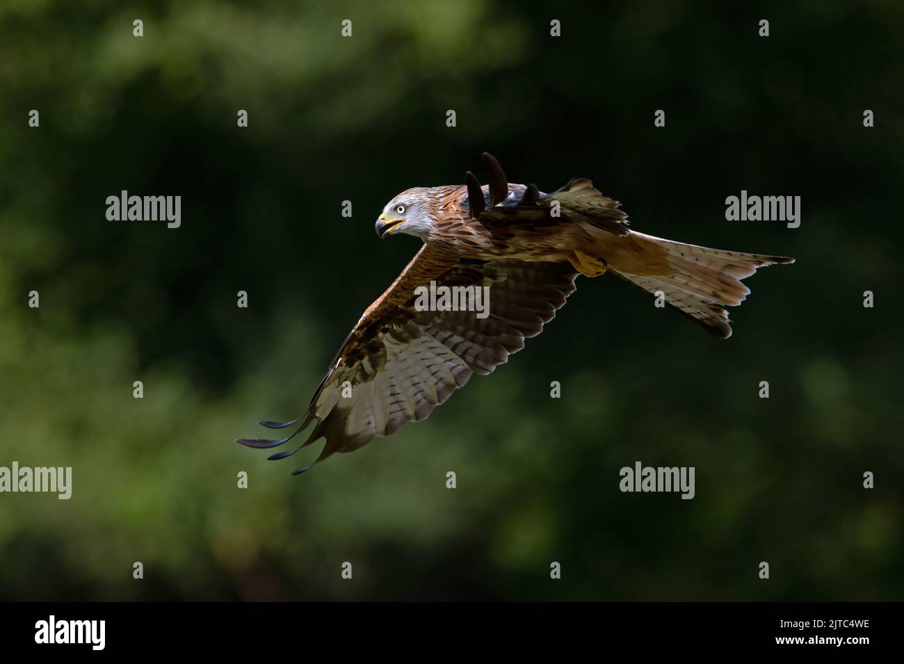 Cerf-volant rouge (Milvus milvus) volant devant une forêt sombre Banque D'Images