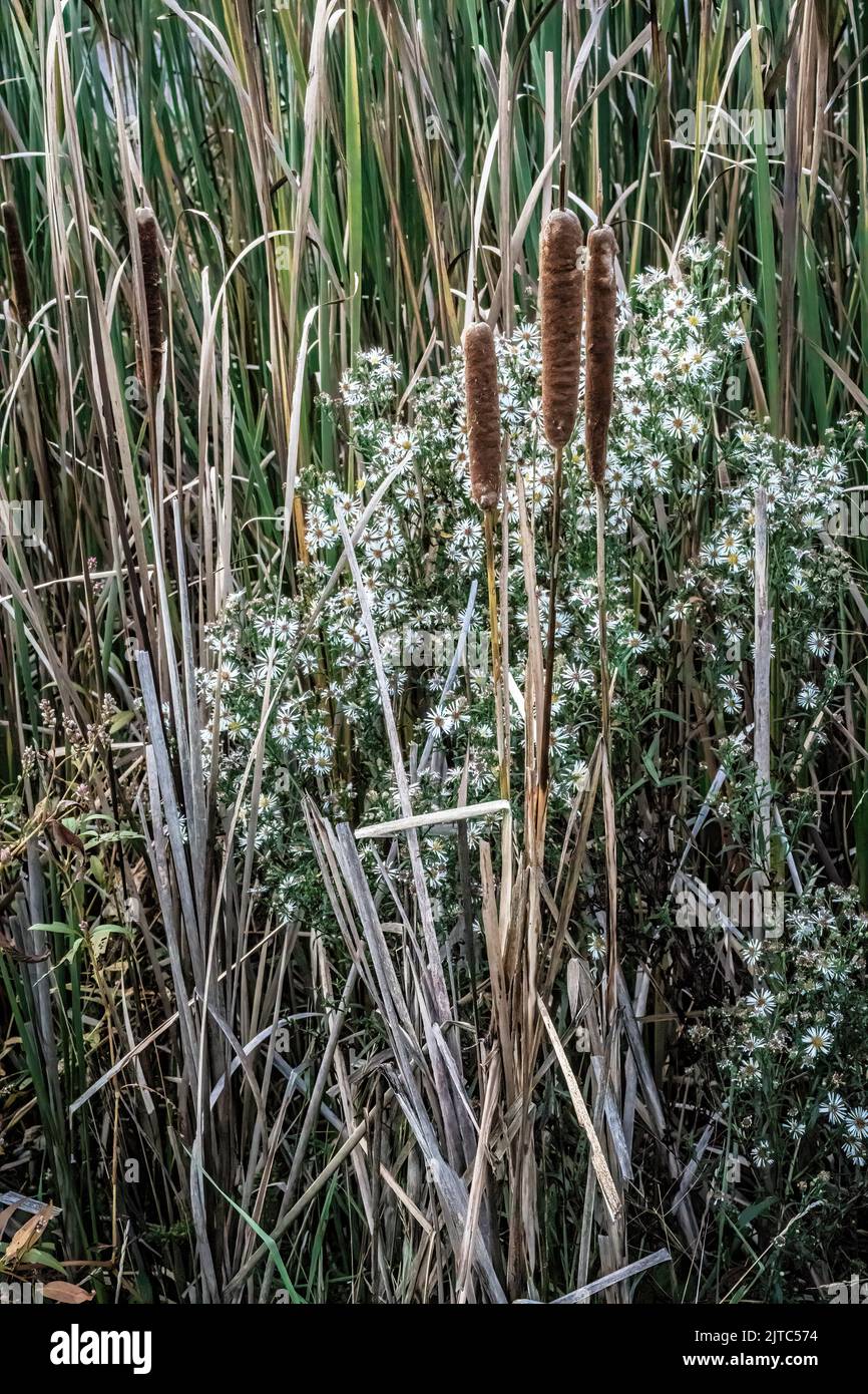 Des quenouilles et des fleurs sauvages blanches qui poussent à l'automne à Heritage Park à Taylors Falls, Minnesota, États-Unis. Banque D'Images