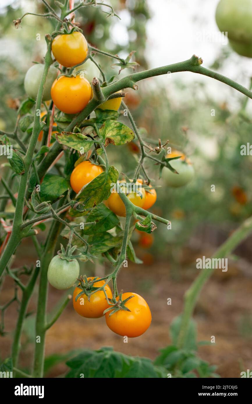 Les tomates cerises jaunes poussent sur des branches dans une serre Banque D'Images