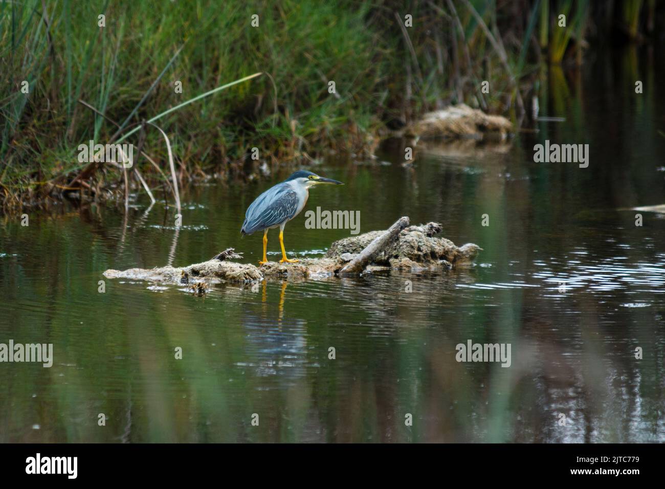 Nycticorax nycticorax (garza huaco, héron noir couronné) pêche à Pantanos de Villa, Lima, Perú. Banque D'Images