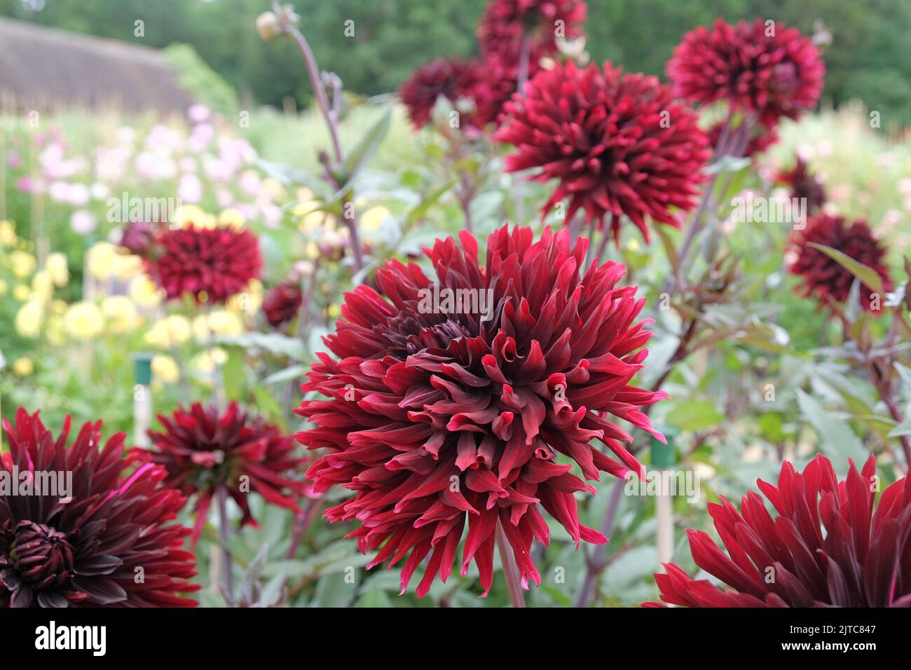 Dahlia 'Black Jack' en fleur. Banque D'Images