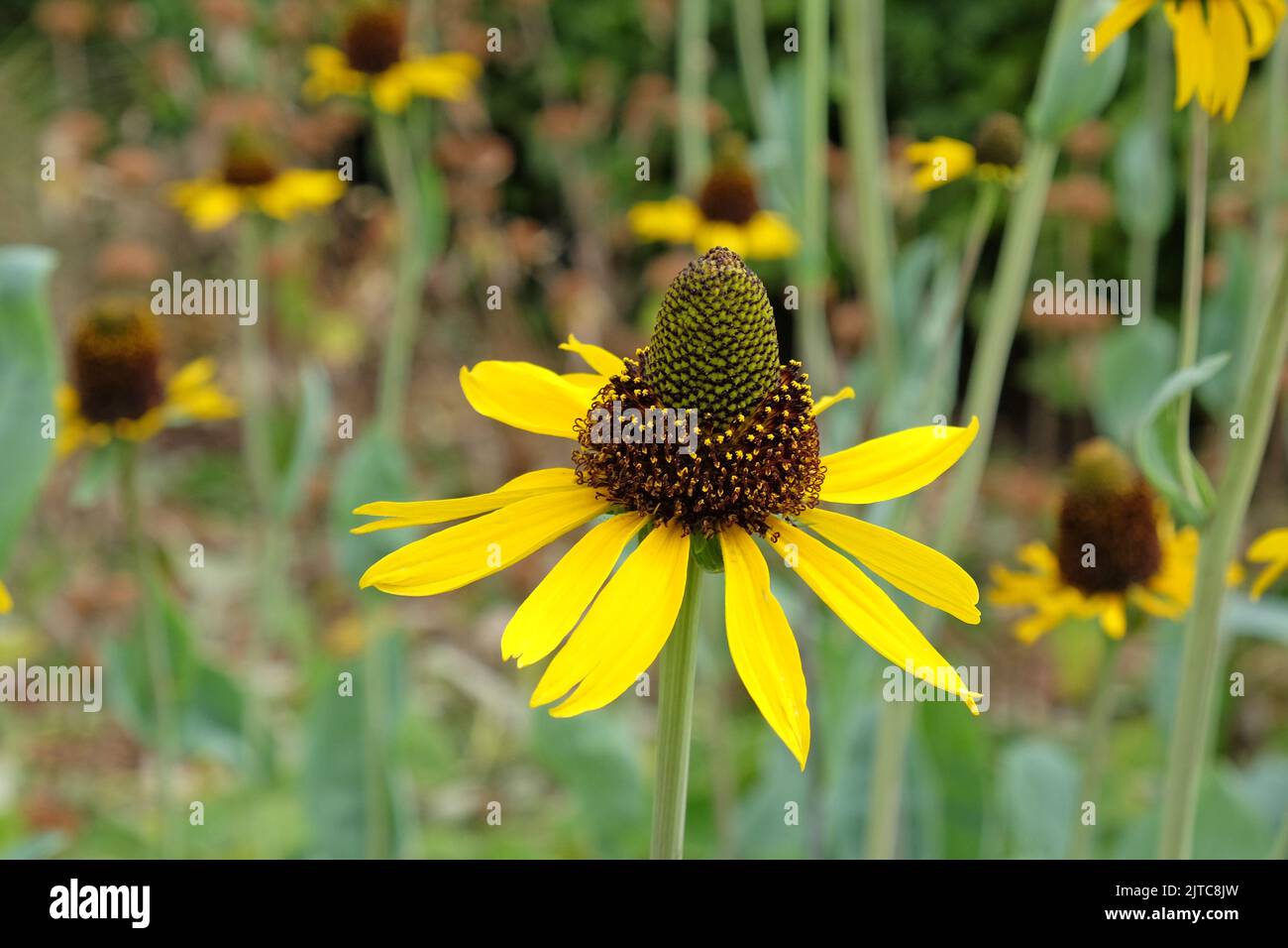 Fleur de cône jaune en fleur. Banque D'Images